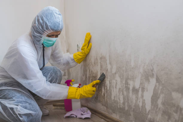 Best Local Mold Removal Service  in Van Alstyne, TX