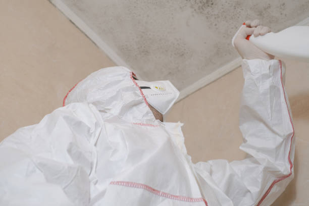 Best Certified Mold Removal  in Van Alstyne, TX