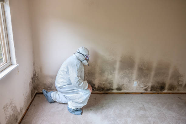 Best Professional Mold Removal  in Van Alstyne, TX