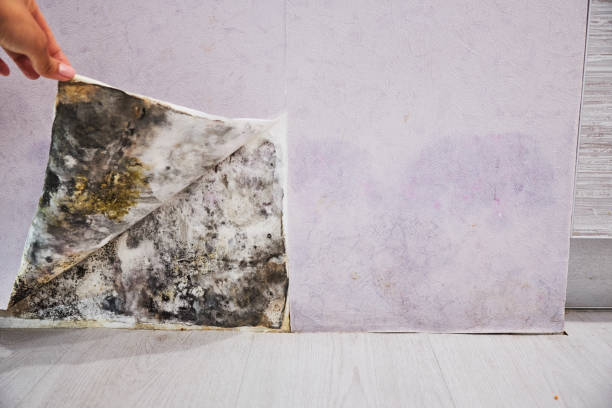 Best Mold Remediation  in Van Alstyne, TX